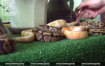 В Беларусь в обычном рейсовом автобусе пытались провезти… змей