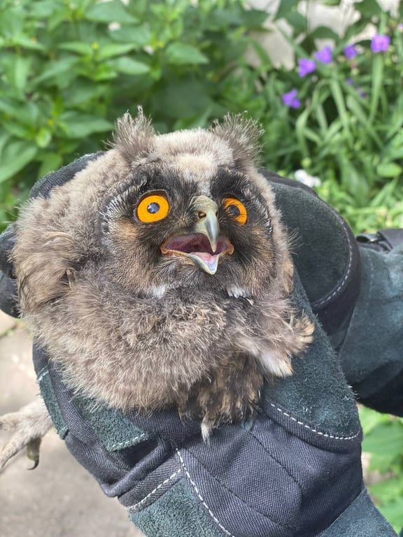 В Бресте спасли совёнка