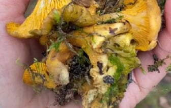 В Кобринском районе женщина нашла в лесу лисички. Пошли грибы?