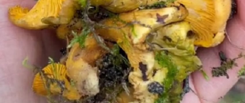 В Кобринском районе женщина нашла в лесу лисички. Пошли грибы?