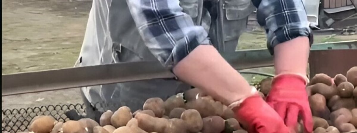 Изобретение белоруса: перебор картофеля с помощью кровати