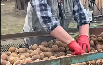 Изобретение белоруса: перебор картофеля с помощью кровати