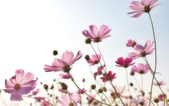 Цветы – это праздник для души. Флорист из Полоцка рассказала, как собрать красивый букет и почему не стоит следовать шаблонам