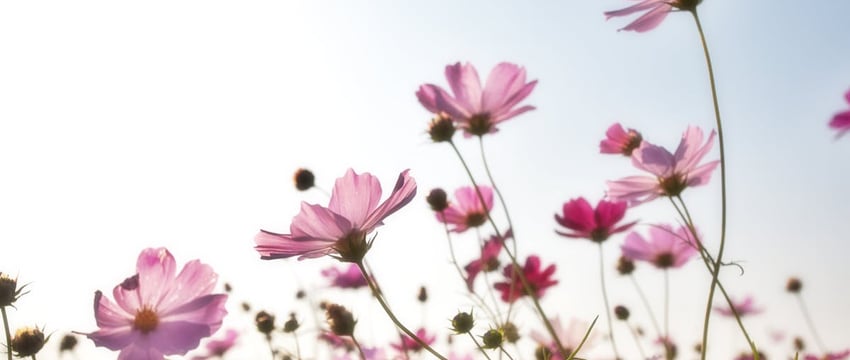 Цветы – это праздник для души. Флорист из Полоцка рассказала, как собрать красивый букет и почему не стоит следовать шаблонам