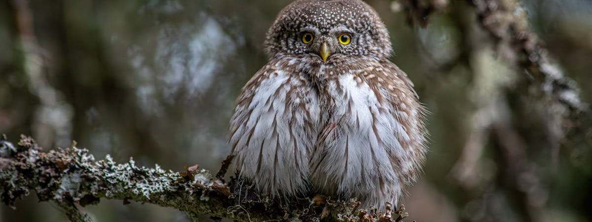 Пошлины Трампа на канадский лес могут ограничить поставки туалетной бумаги