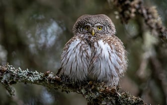 Пошлины Трампа на канадский лес могут ограничить поставки туалетной бумаги