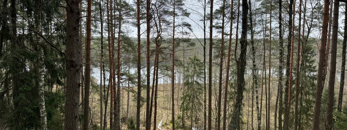 «Видят березу и режут» — В Гродненском лесхозе рассказали, на сколько штрафуют подпольных сборщиков березового сока — Полезно