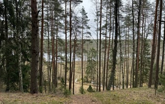 «Видят березу и режут» — В Гродненском лесхозе рассказали, на сколько штрафуют подпольных сборщиков березового сока — Полезно