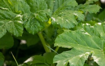 Эти растения на участке могут привести даже к уголовке