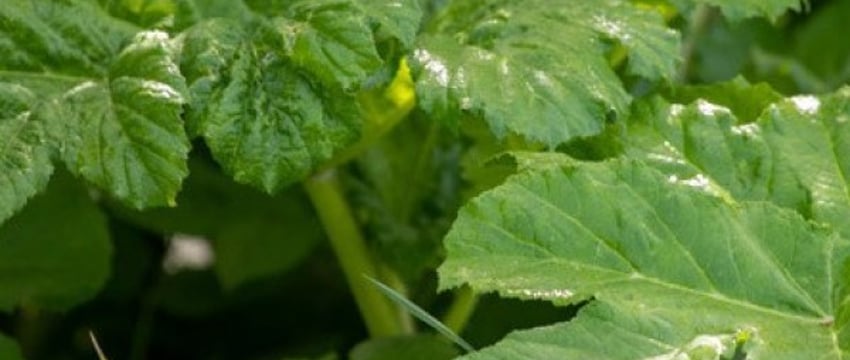 Эти растения на участке могут привести даже к уголовке