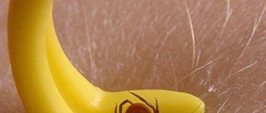 Названа самая привлекательная для клещей группа крови