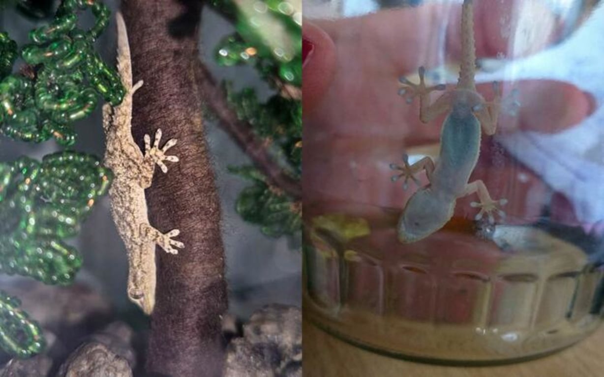 Средиземноморский домовой геккон, которого обнаружили в ящике с хурмой в одном из гродненских магазинов, декабрь 2024 года. Фото: t.me/grodnozoo