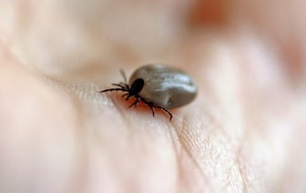 В июле количество нападений клещей на людей снизилось