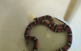 В столичный двор заползла змея, внешне похожая на заморскую ядовитую