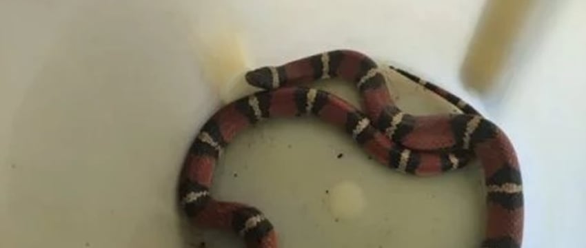 В столичный двор заползла змея, внешне похожая на заморскую ядовитую