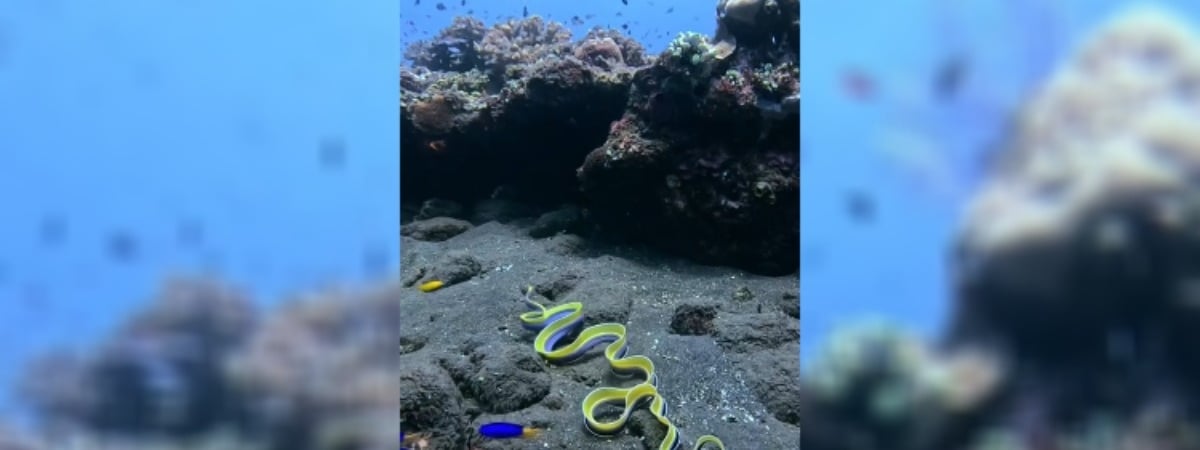 «Выглядит как суперубийца» —  Рыба, похожая на гимнастическую ленту, взбудоражила TikTok. Что за она? — Видео