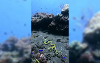 «Выглядит как суперубийца» —  Рыба, похожая на гимнастическую ленту, взбудоражила TikTok. Что за она? — Видео