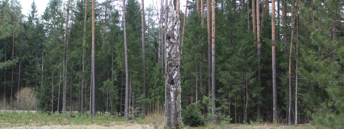 Дорога в лес открыта — в каких районах можно собирать грибы и отдыхать