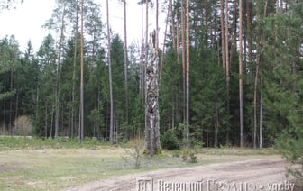 Дорога в лес открыта — в каких районах можно собирать грибы и отдыхать