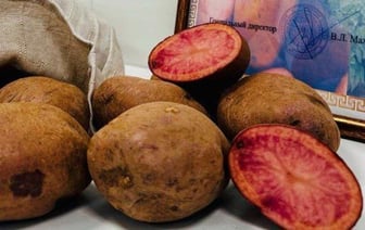 Фиолетовый картофель "Вайлдберриз" вывели в Беларуси