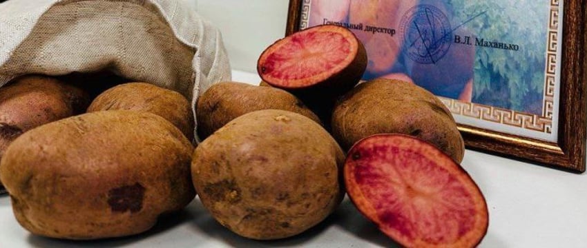 Фиолетовый картофель "Вайлдберриз" вывели в Беларуси