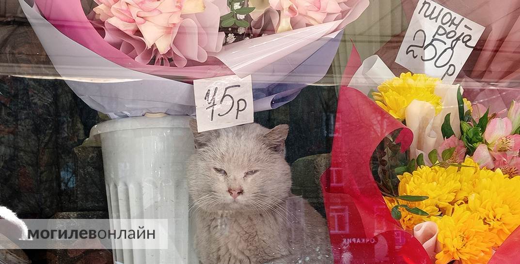 Почем букетик? Прогулялись по Минскому рынку в Могилеве и посмотрели, что предлагают в этом году цветочники