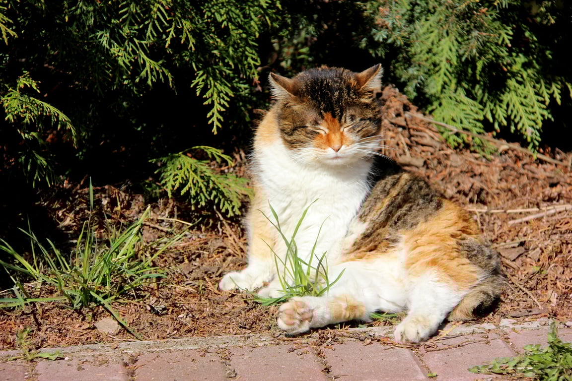 Мотя Мотильда