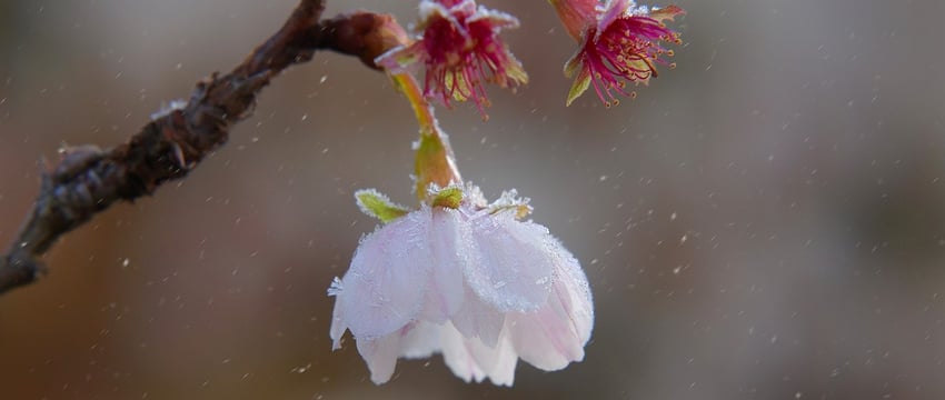 Прогноз заморозок в Оршанском районе Беларуси