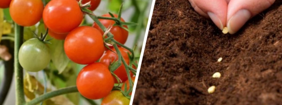 Как посеять помидоры в октябре? Садоводы показали, 2 способа чтобы «не мучаться с рассадой» весной — Полезно