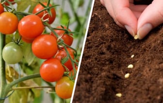 Как посеять помидоры в октябре? Садоводы показали, 2 способа чтобы «не мучаться с рассадой» весной — Полезно