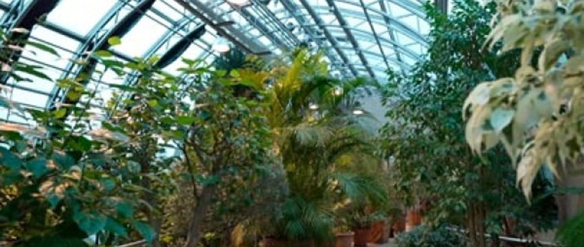 От тропиков до знойной пустыни. Вот какие самые необычные растения есть в Зимнем саду в Бресте