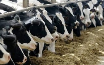 Брестская область лидирует по надою молока от одной коровы