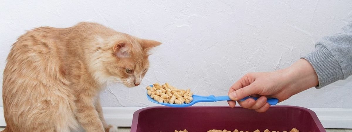 Зачем насыпать соду в кошачий лоток? Вот 7 трюков с ней, за которые питомец «скажет спасибо» — Полезно