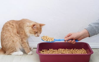 Зачем насыпать соду в кошачий лоток? Вот 7 трюков с ней, за которые питомец «скажет спасибо» — Полезно