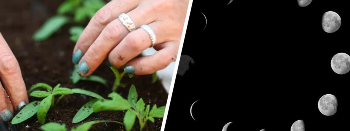 Когда сажать овощи, зелень и цветы на рассаду в Беларуси в 2025 году? Лучшие дни по лунному календарю — Полезно