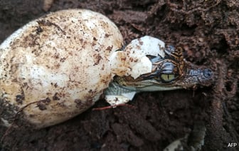 В Камбодже вылупилось 60 редких сиамских крокодилов, что стало победой в борьбе за сохранение природы
