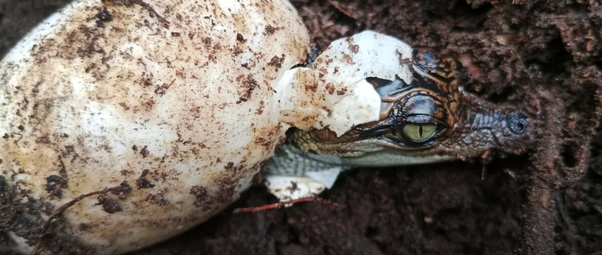 В Камбодже вылупилось 60 редких сиамских крокодилов, что стало победой в борьбе за сохранение природы
