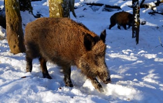 Особый режим изъятия дикого кабана введен в Витебской области