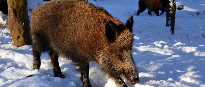 Особый режим изъятия дикого кабана введен в Витебской области
