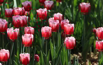 Россия и Китай намерены установить на Луне ядерную энергоустановку в 2033-2035 годах