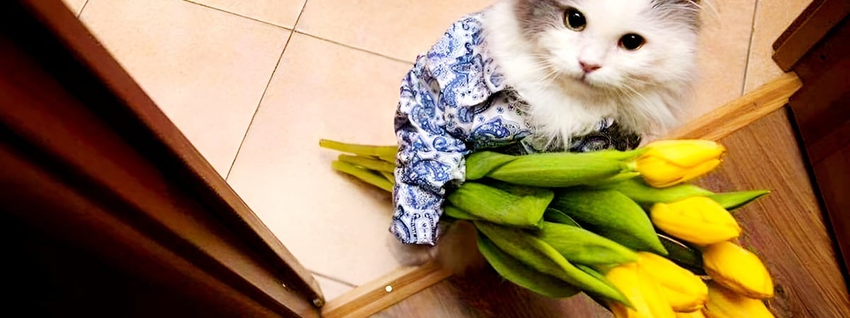 Как продлить жизнь подаренным цветам? Разобрались, какие лайфхаки действительно работают — Полезно