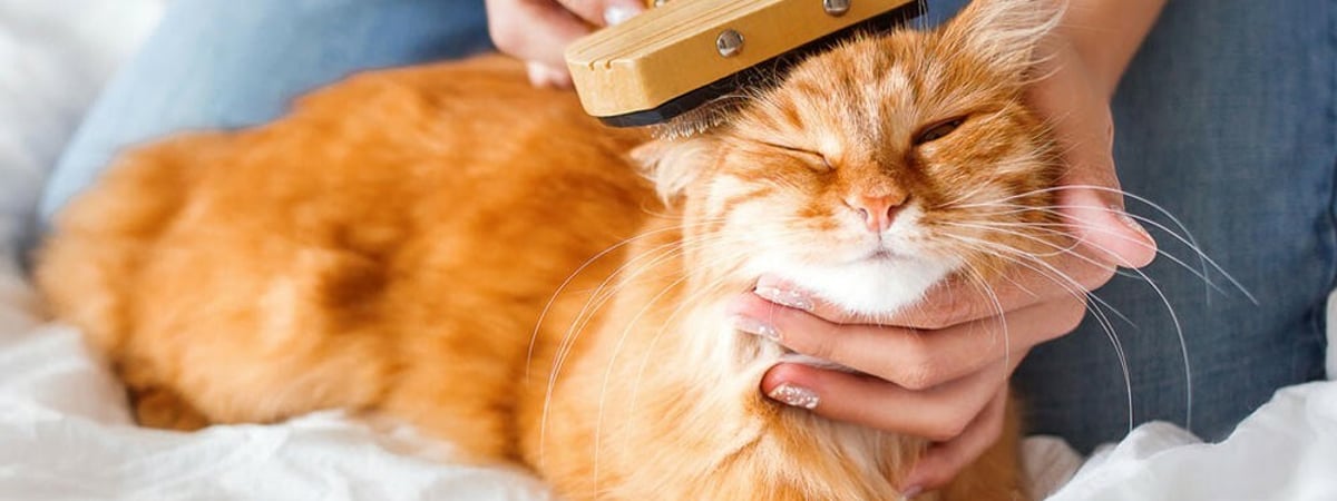 Как часто нужно вычесывать кошку? Вот что делать, если она сопротивляется — Полезно