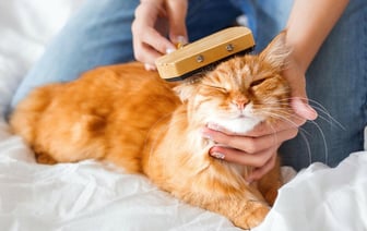 Как часто нужно вычесывать кошку? Вот что делать, если она сопротивляется — Полезно