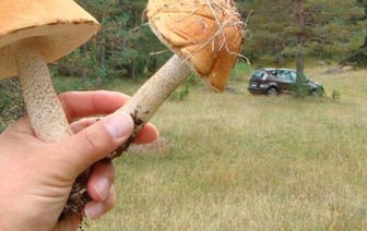 Радиоактивные грибы и ягоды нашли в двух областях Беларуси