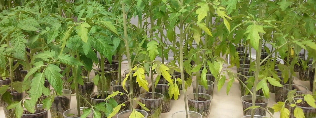 Почему желтеет рассада помидоров? Вот как легко это предотвратить — Полезно