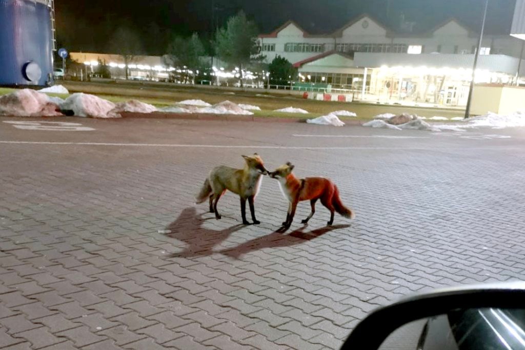 На польской границе водитель Audi пытался вклиниться в очередь и усадил человека на капот