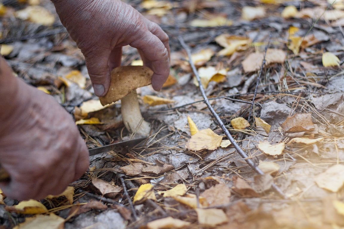 Сбор грибов. грибник. Фото pixabay.com