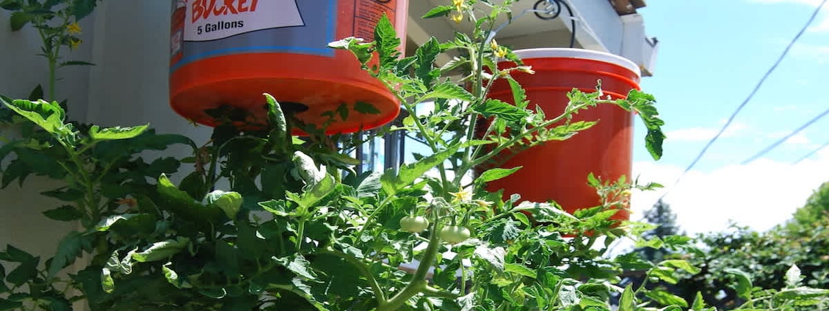 Вверх дном. Этот способ позволит вырастить помидоры даже на балконе — Полезно