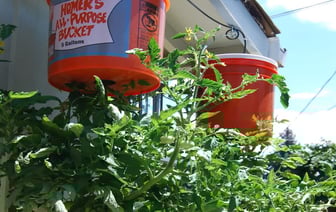 Вверх дном. Этот способ позволит вырастить помидоры даже на балконе — Полезно