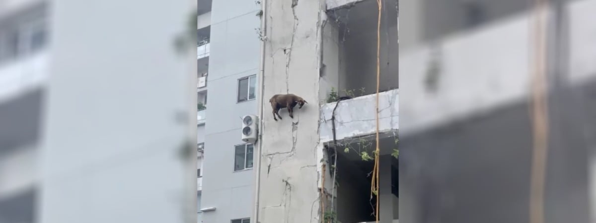 «За каждый атом держится» — Ходящая по стенам коза покорила миллионы пользователей TikTok — Видео